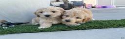 Goldendoodle dogs for sale: Goldendoodle 2 - Ad 2