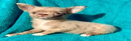Chihuahua dogs for sale: Merle  - Ad 3