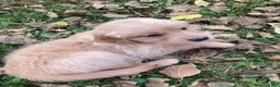 Golden Retriever dogs for sale: Aria - Ad 4