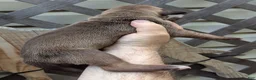 Great Dane dogs for sale: Great Dane 2 - Ad 5