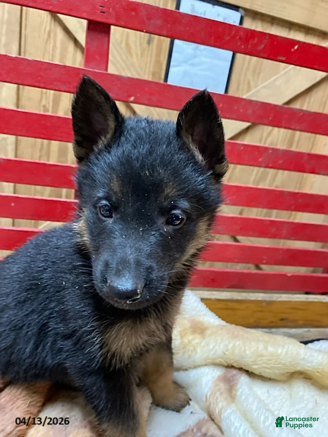 German Shepherd dogs for sale: Theresa - Ad 2