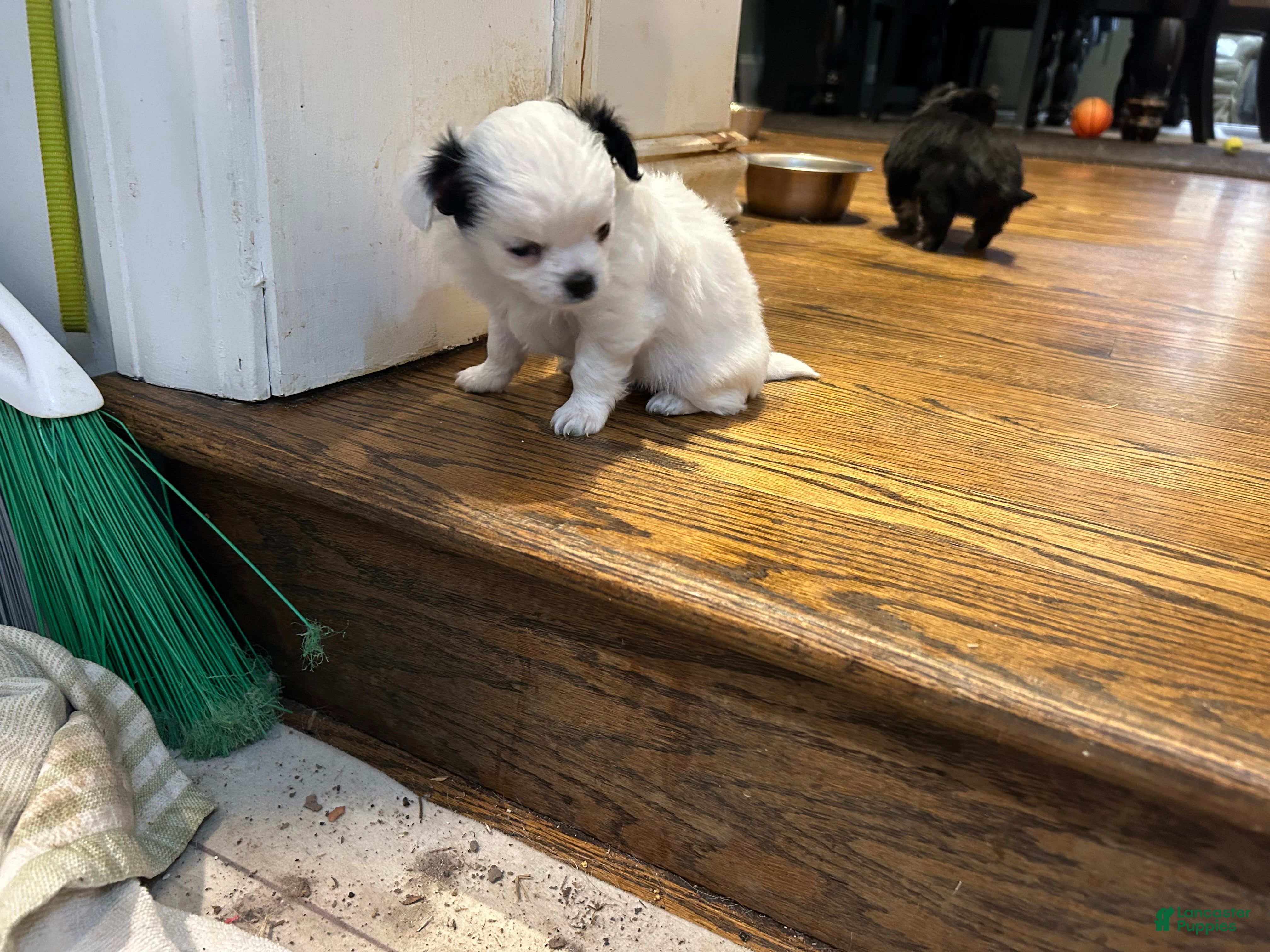 Chihuahua dogs Chihuahua Puppy 3 - Ad 9