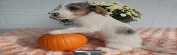 Mixed Breed dogs for sale: Mixed Breed 1 Max - Ad 4