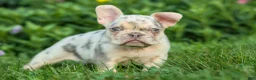 French Bulldog dogs for sale: Spencer 🐾 - Ad 24