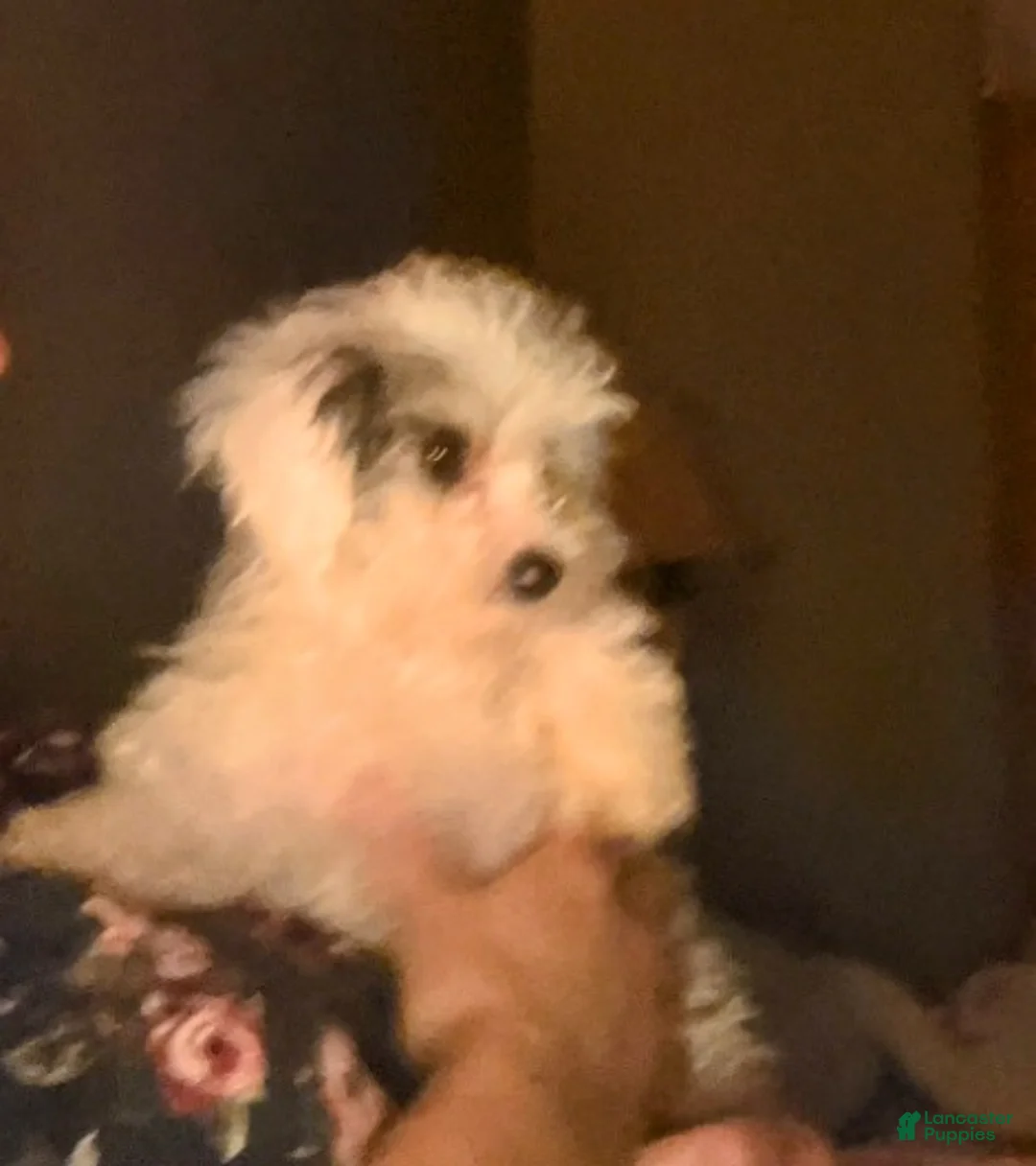 Toy Poodle dogs for sale: ♥️SWEET HAZEL MAE♥️ - Ad 2