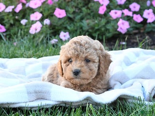 Miniature Labradoodle dogs - Ad 21