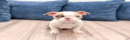 Boston Terrier dogs for sale: Grace - Ad 7