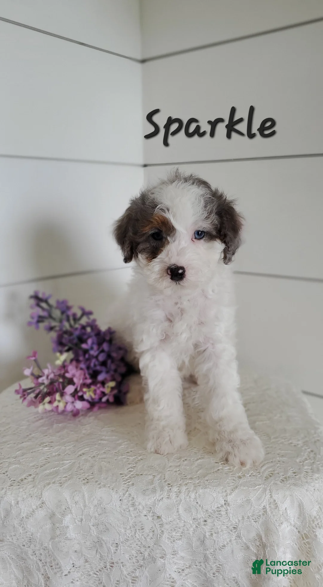 Cavapoo dogs for sale: Sparkle - Ad 2