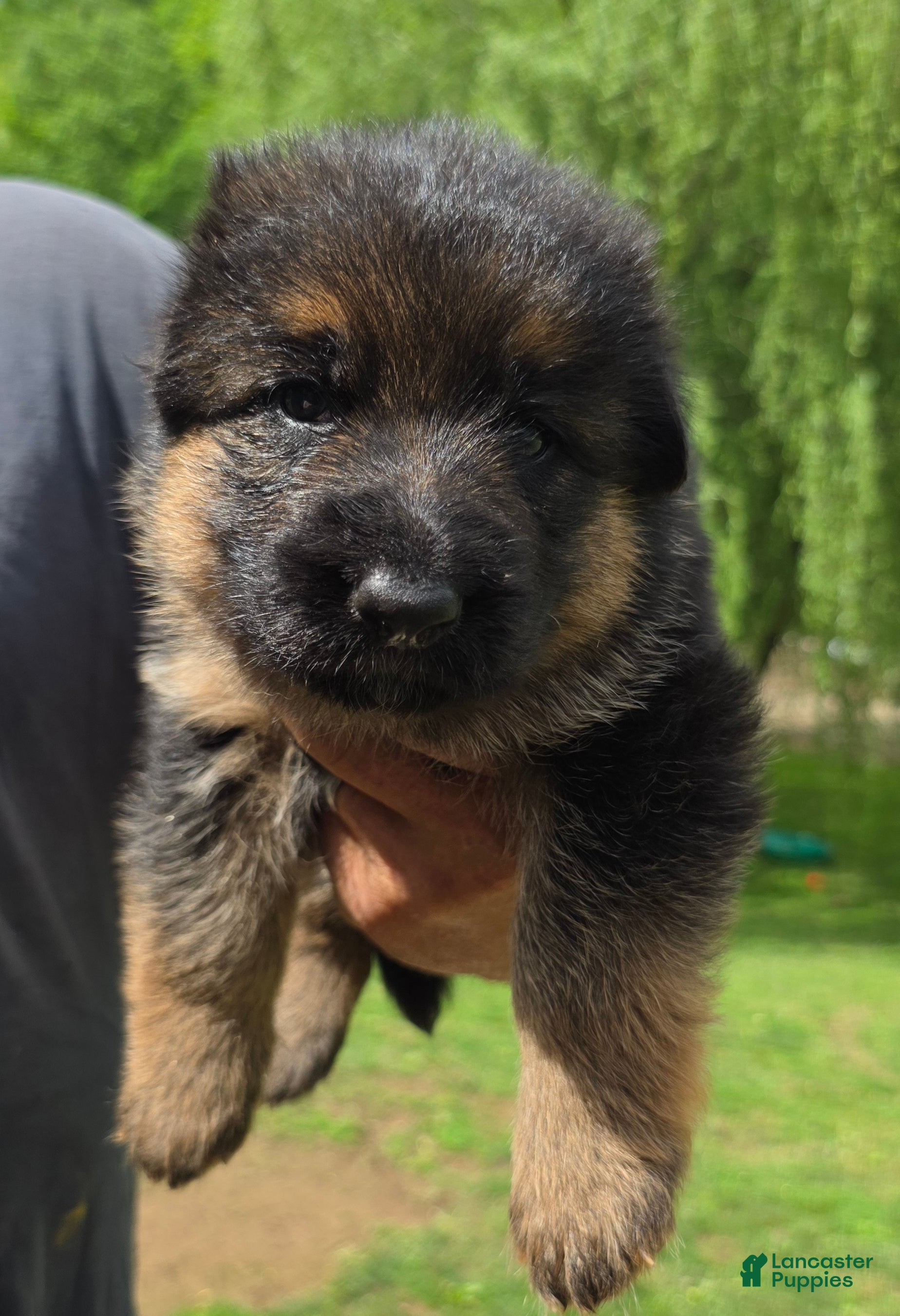 German Shepherd dogs German Shepherd Puppy 3 - Ad 1