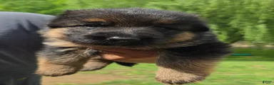 German Shepherd Puppy 3