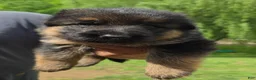 German Shepherd dogs for sale: German Shepherd Puppy 3 - Ad 1