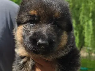 German Shepherd dogs for sale: German Shepherd Puppy 3 - Ad 2