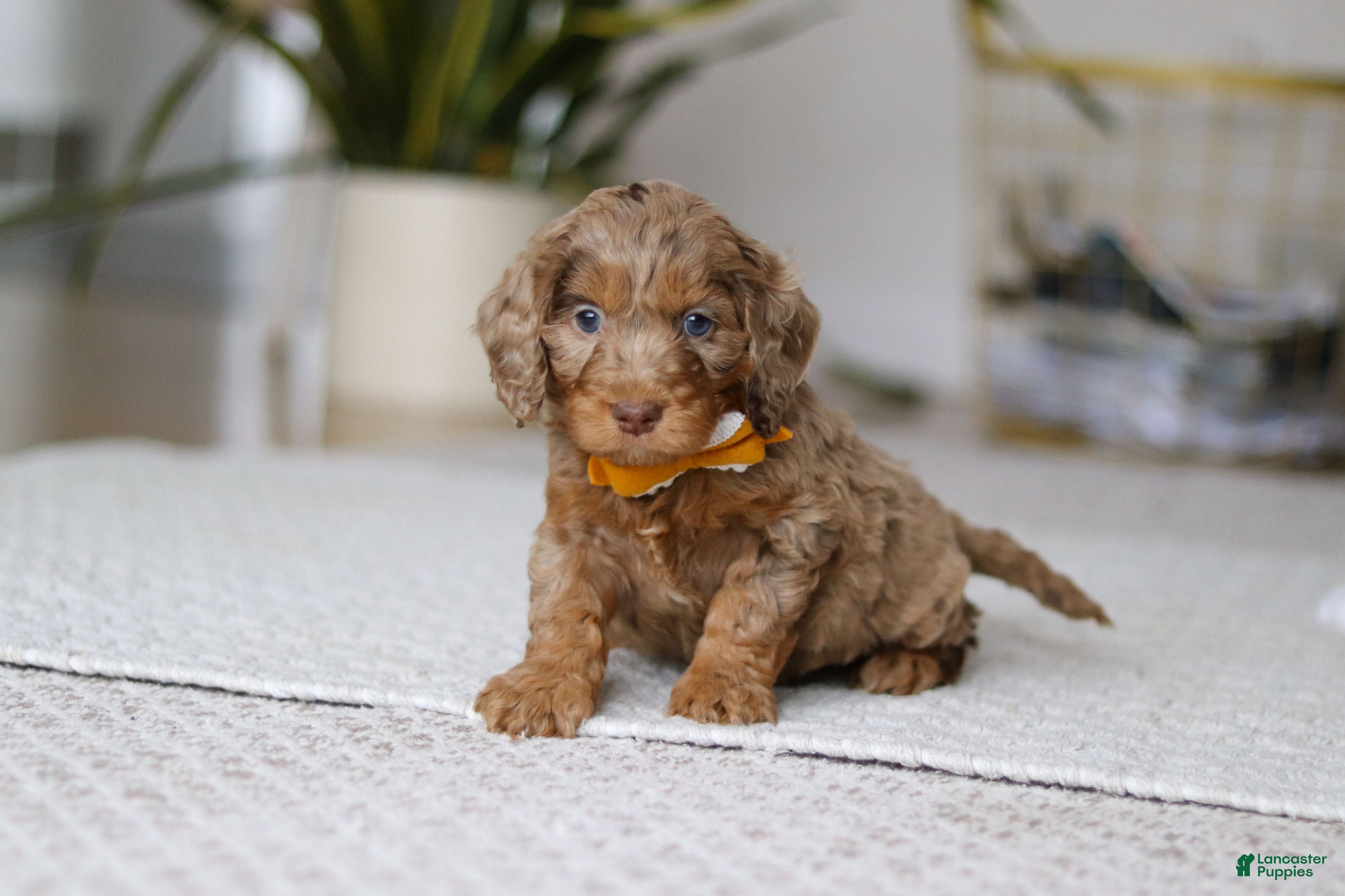 Cockapoo dogs Ace - Ad 5