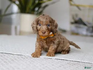 Cockapoo dogs Ace - Ad 35