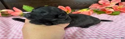 Havapoo dogs for sale: Havapoo 3 - Ad 7