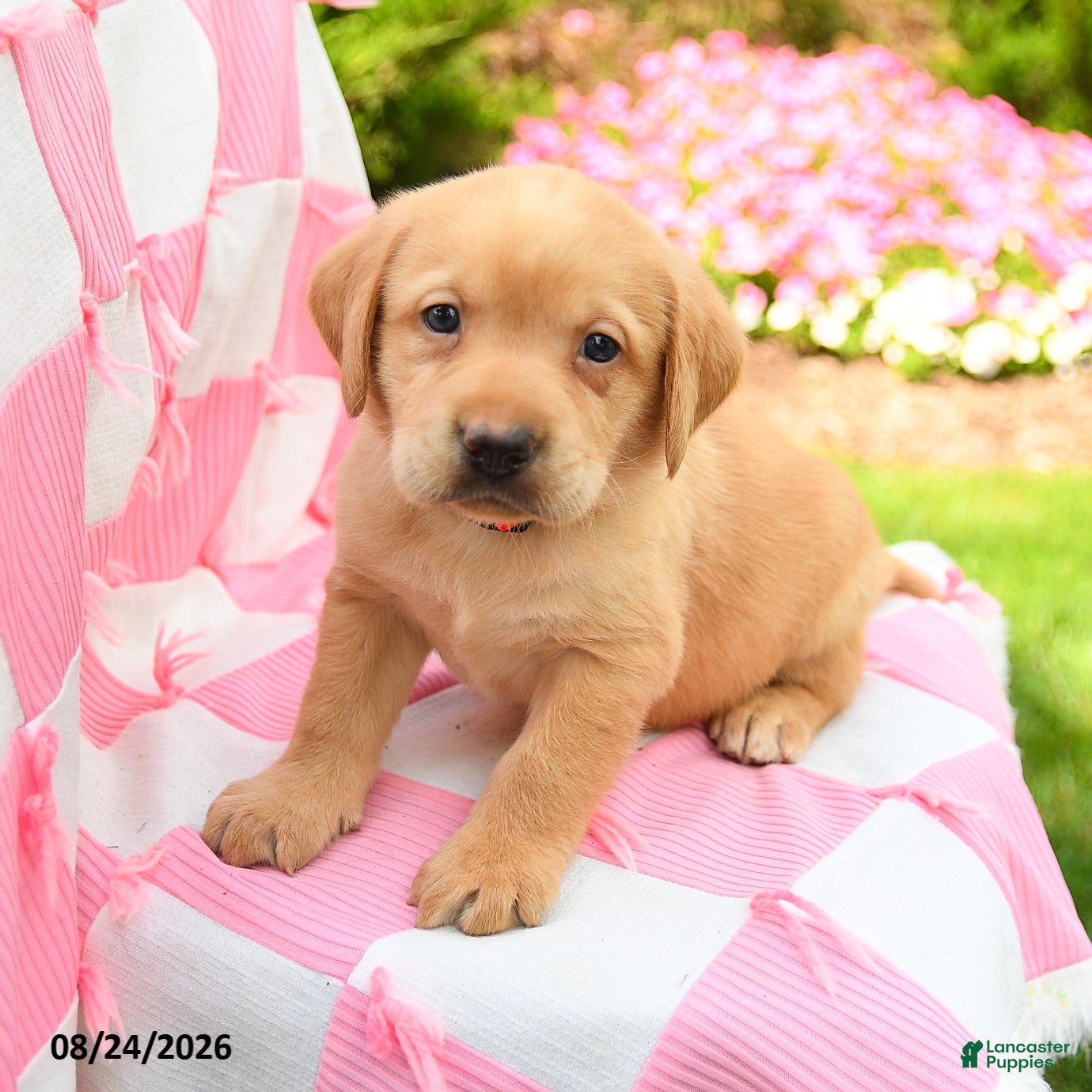 Labrador Retriever dogs Graham - Ad 2