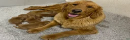 Golden Retriever dogs for sale: Rusty - Ad 9