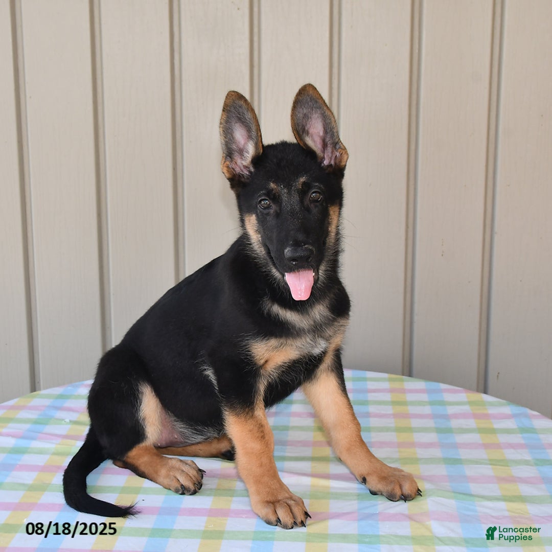 German Shepherd dogs for sale: Kelsey - Ad 17