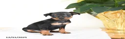 Miniature Pinscher dogs for sale: Lenny - Ad 2