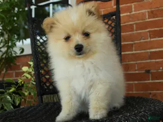 Pomeranian dogs for sale: Oscar - Ad 4