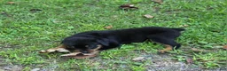 Rottweiler dogs for sale: Emerson - Ad 2