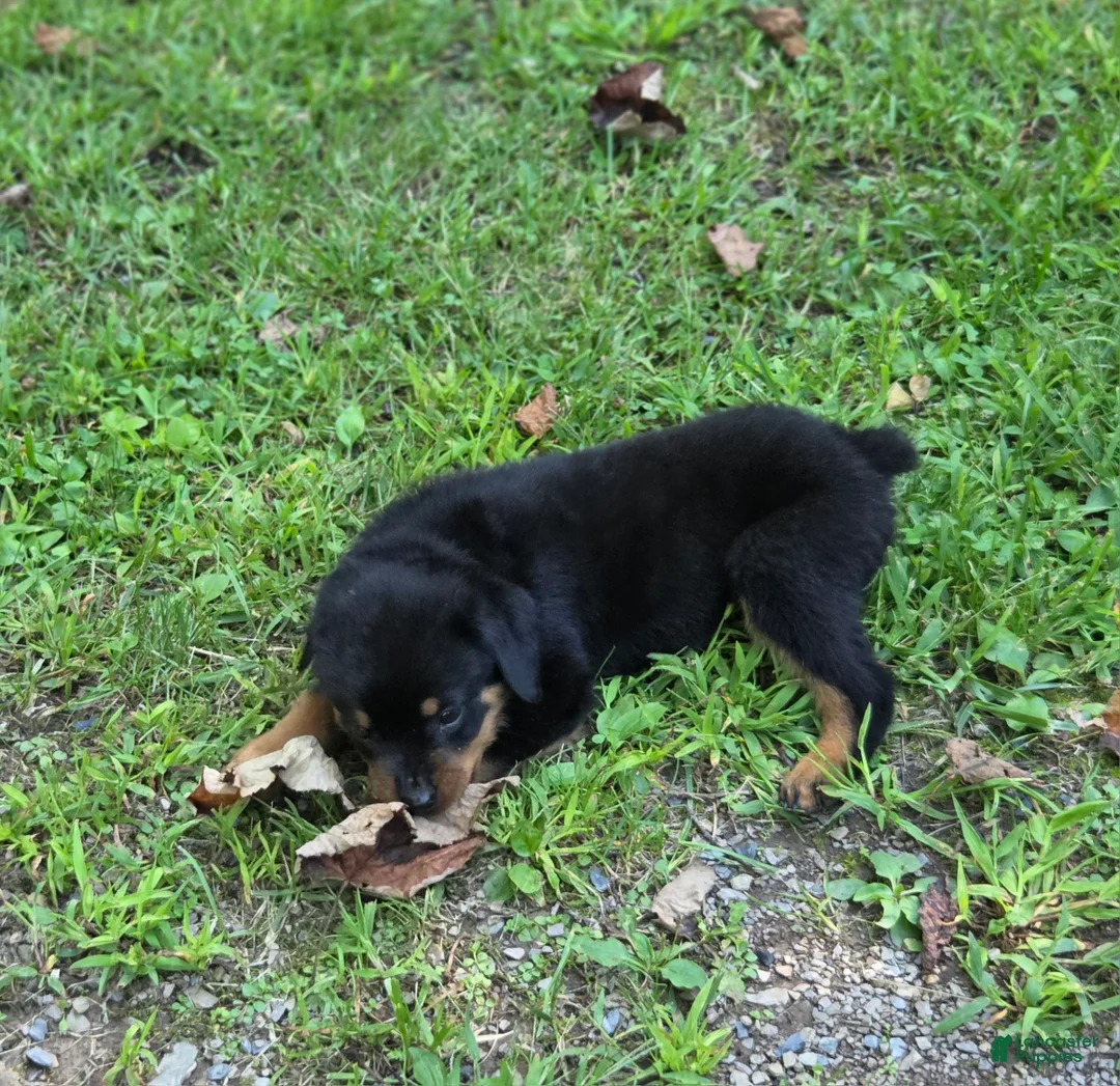 Rottweiler dogs for sale: Emerson - Ad 2