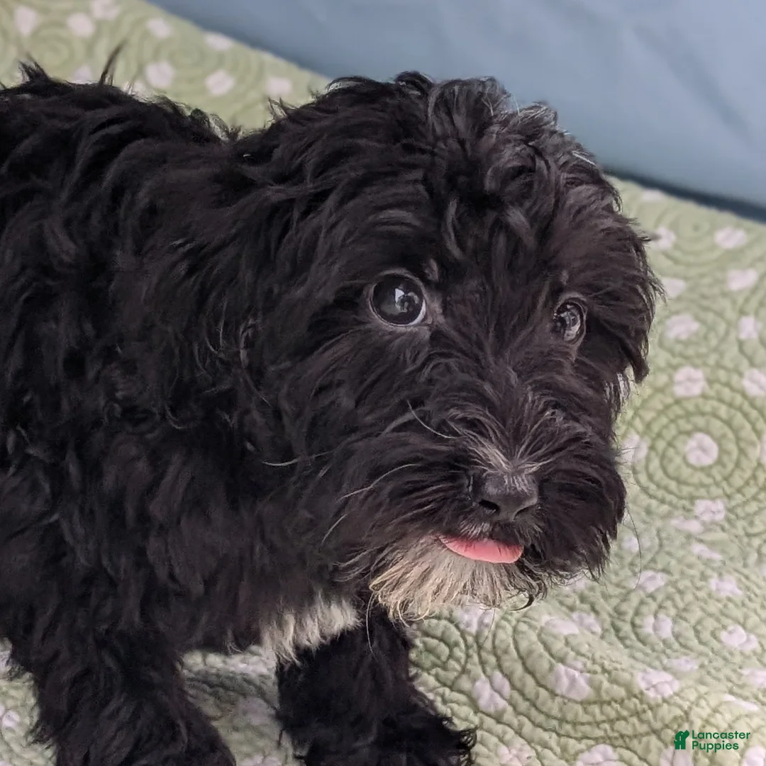 Mixed Breed dogs for sale: Flores (Flower) - Ad 8