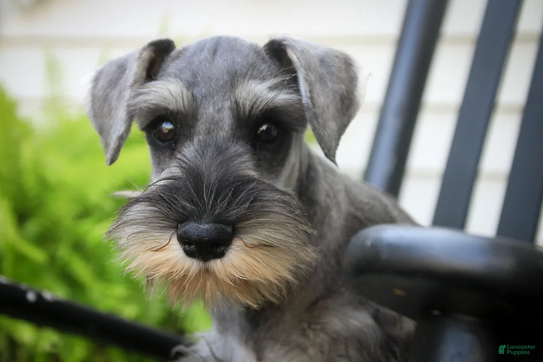 Miniature Schnauzer dogs for sale: Qeleigh Miniature Schnauzer  - Ad 2
