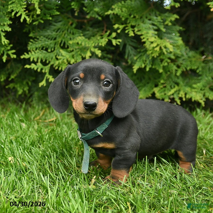 Miniature Dachshund dogs Lee  - Ad 1