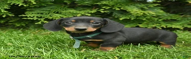 Lee 