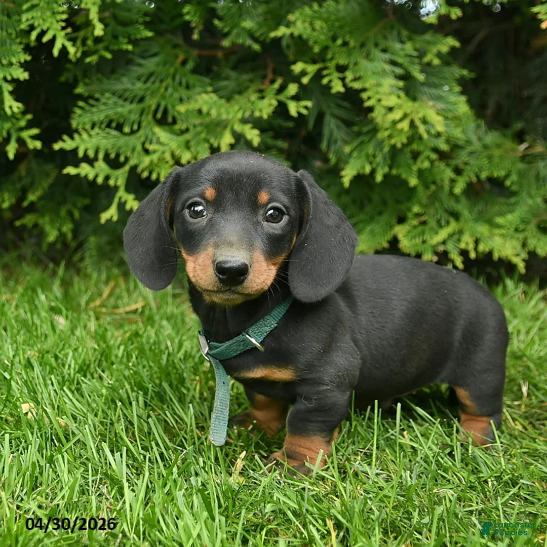 Miniature Dachshund dogs for sale: Lee  - Ad 1