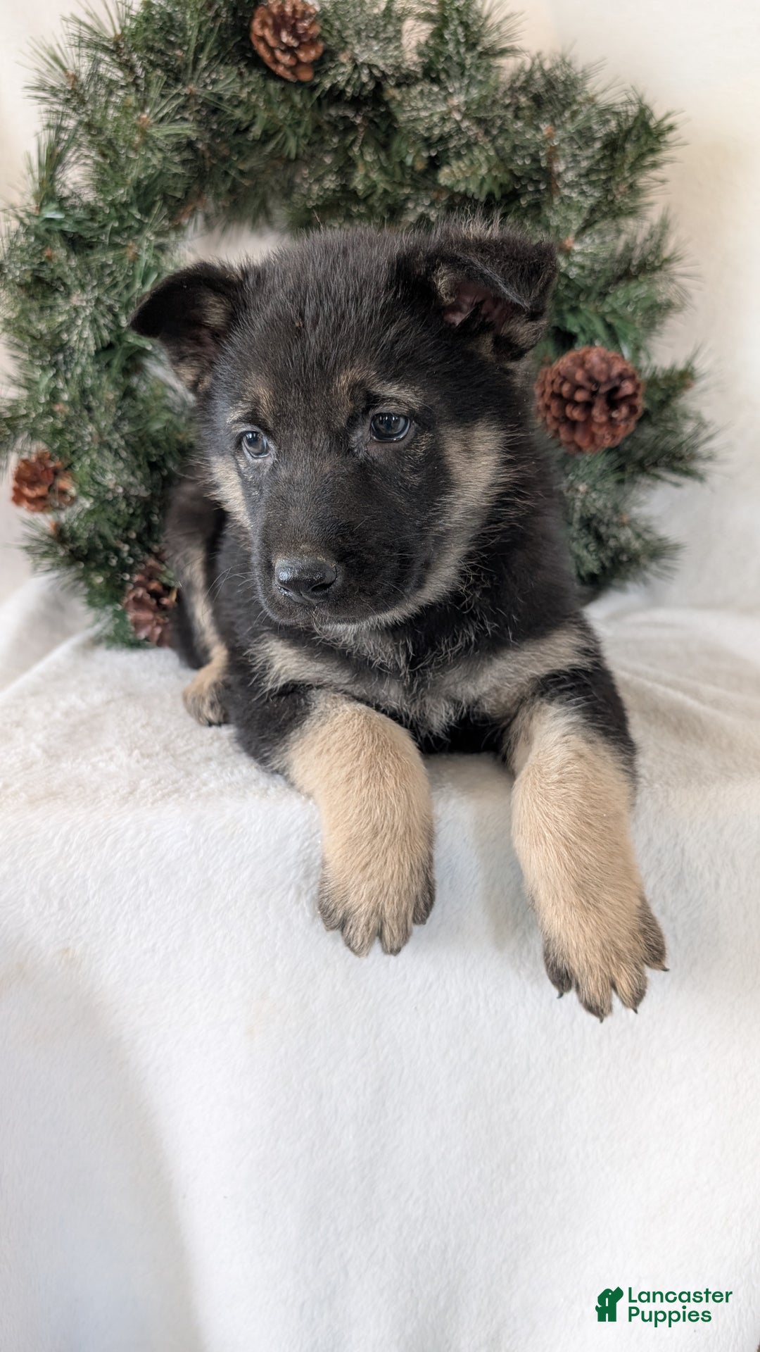 German Shepherd dogs for sale: Tommy  - Ad 7