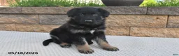 German Shepherd dogs for sale: Harley - Ad 5