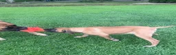 English Mastiff dogs for sale: Big Girl - Ad 3