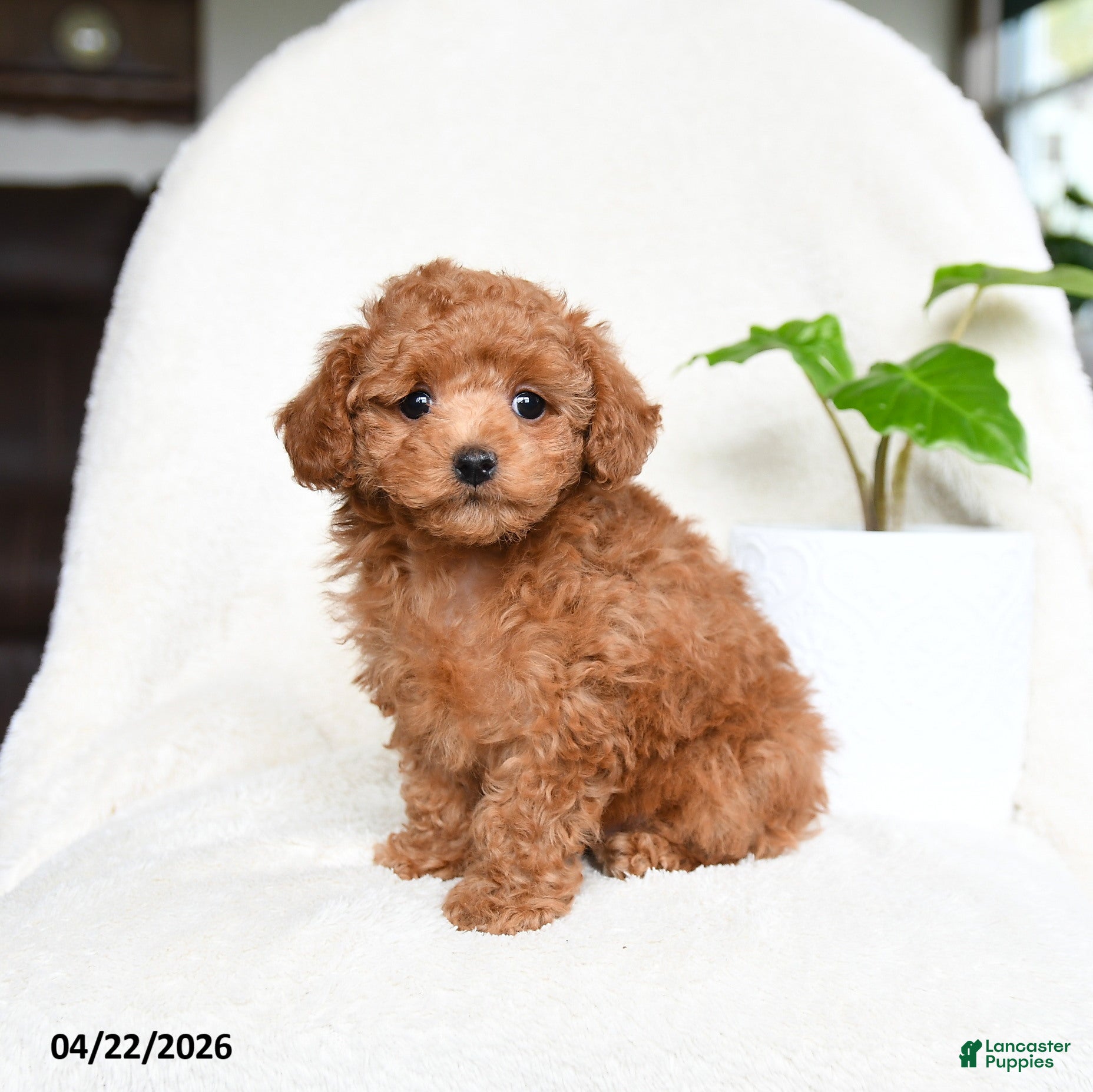 Toy Poodle dogs Bonnie  - Ad 2