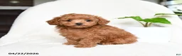 Toy Poodle dogs for sale: Bonnie  - Ad 2