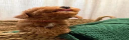 Toy Poodle dogs for sale: Toy Poodle 2 - Ad 3