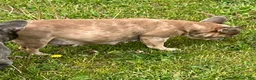 French Bulldog dogs for sale: French Bulldog 4 - Ad 3