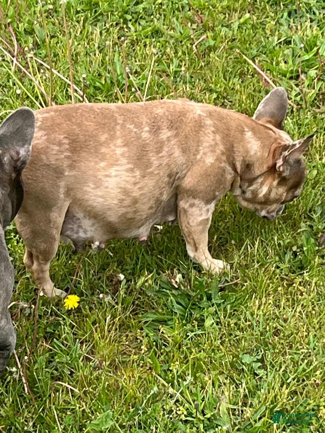 French Bulldog dogs for sale: French Bulldog 4 - Ad 3