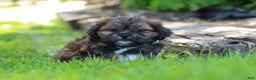 Shih Tzu dogs for sale: Theo - Ad 3