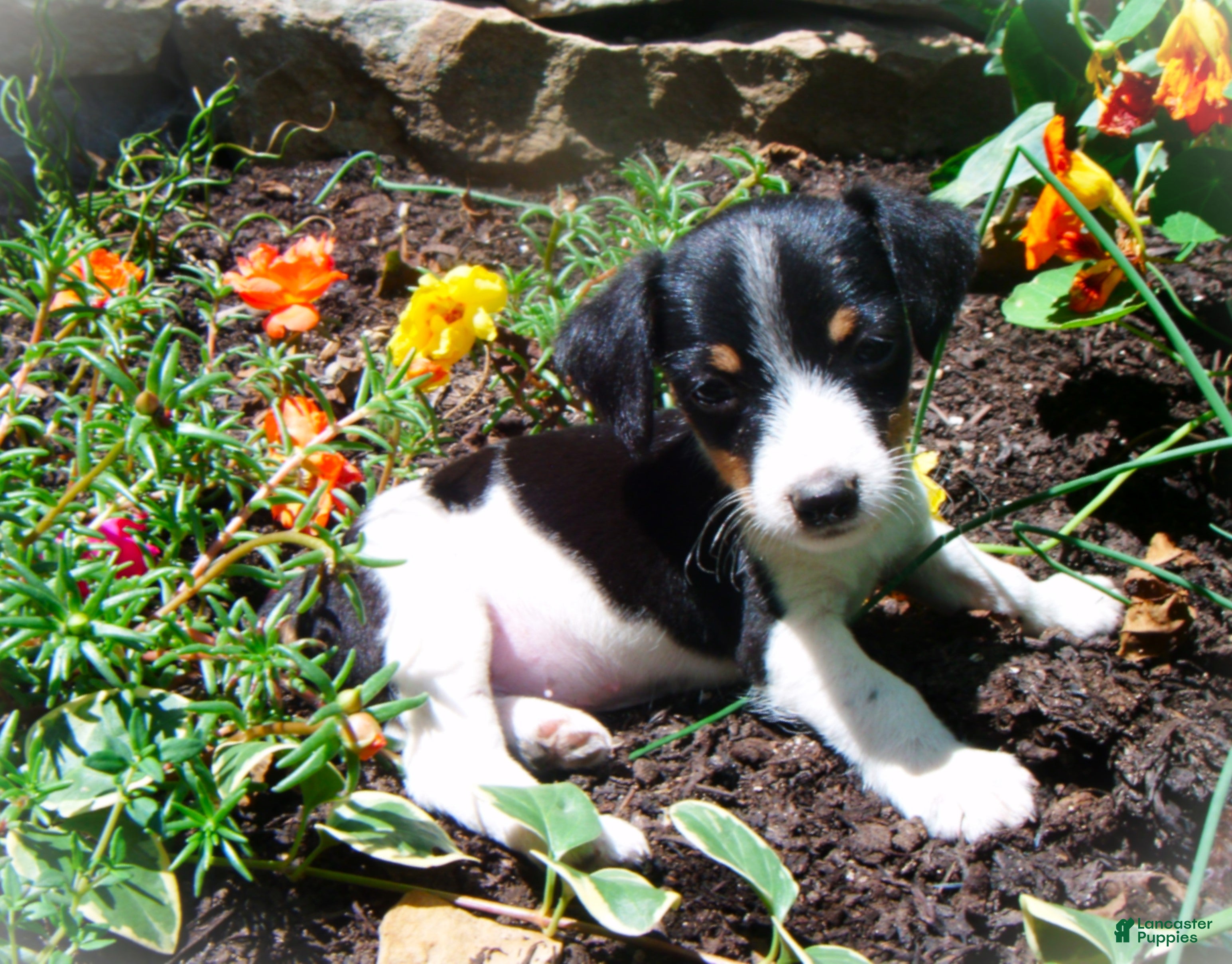 Jack Russell Terrier dogs Charlie - Ad 2