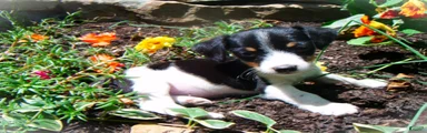 Charlie