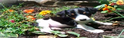 Jack Russell Terrier dogs for sale: Charlie - Ad 1