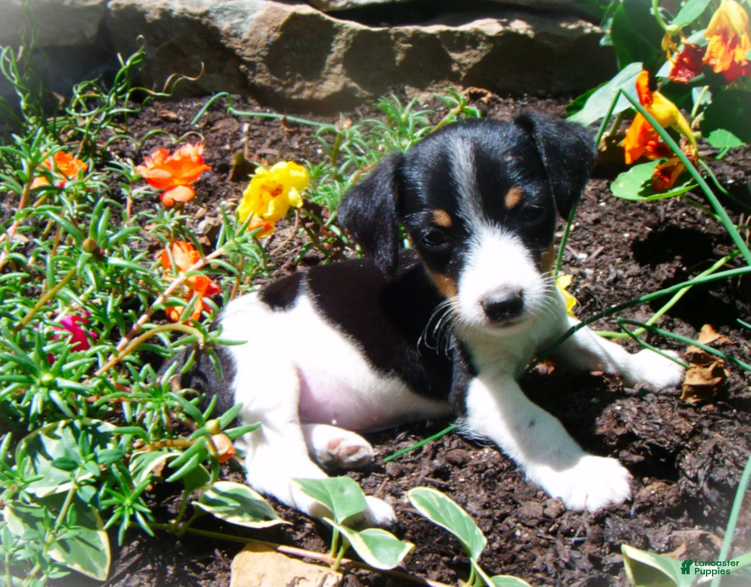 Jack Russell Terrier dogs for sale: Charlie - Ad 1