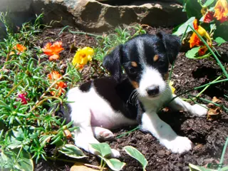 Jack Russell Terrier dogs Charlie - Ad 27