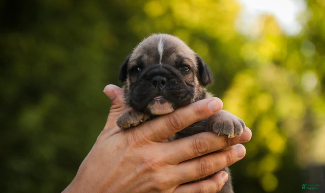 English Bulldog dogs for sale: Winnie English Bulldog  - Ad 8