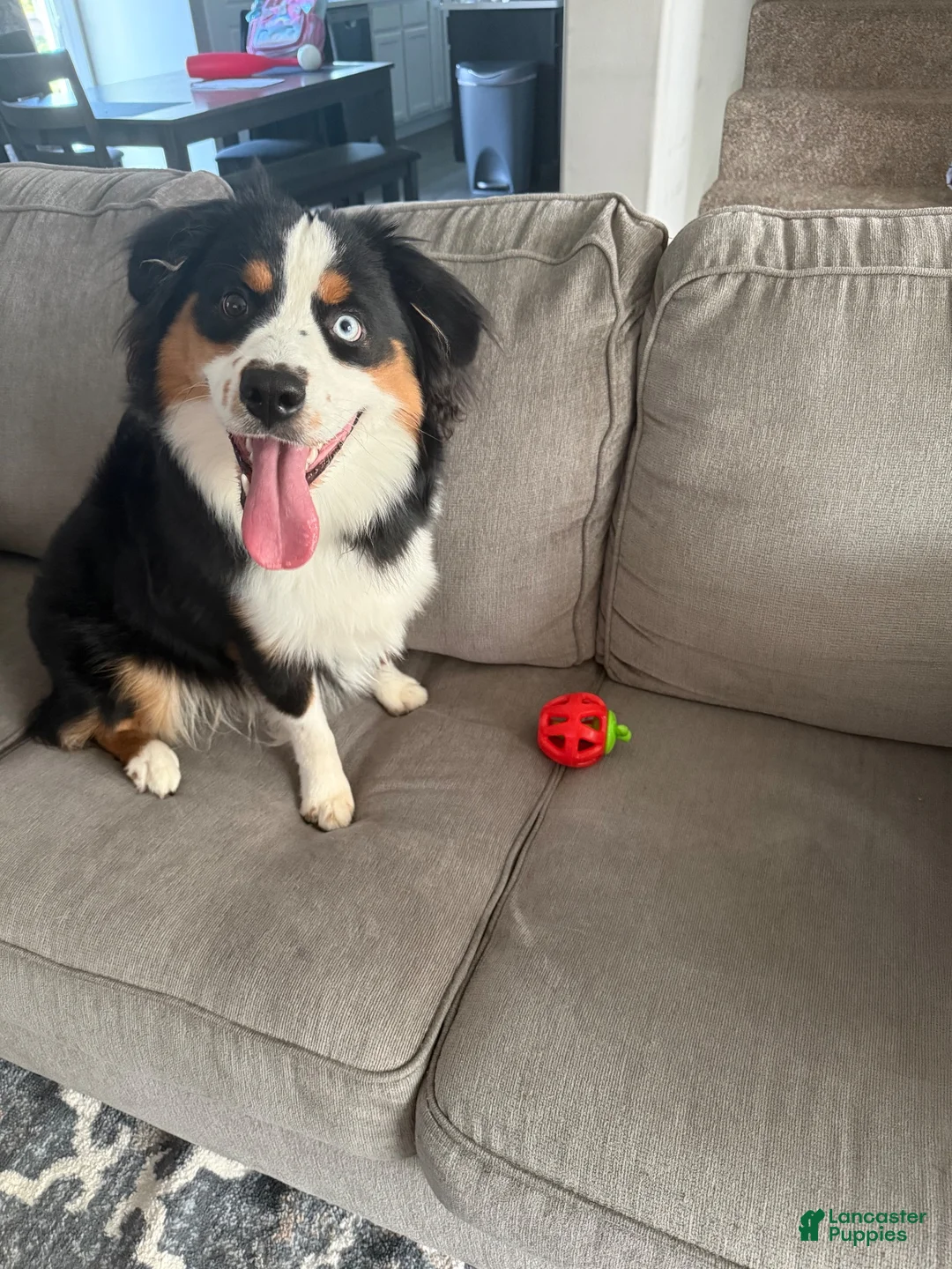 Miniature Australian Shepherd dogs for sale: Milo - Ad 2