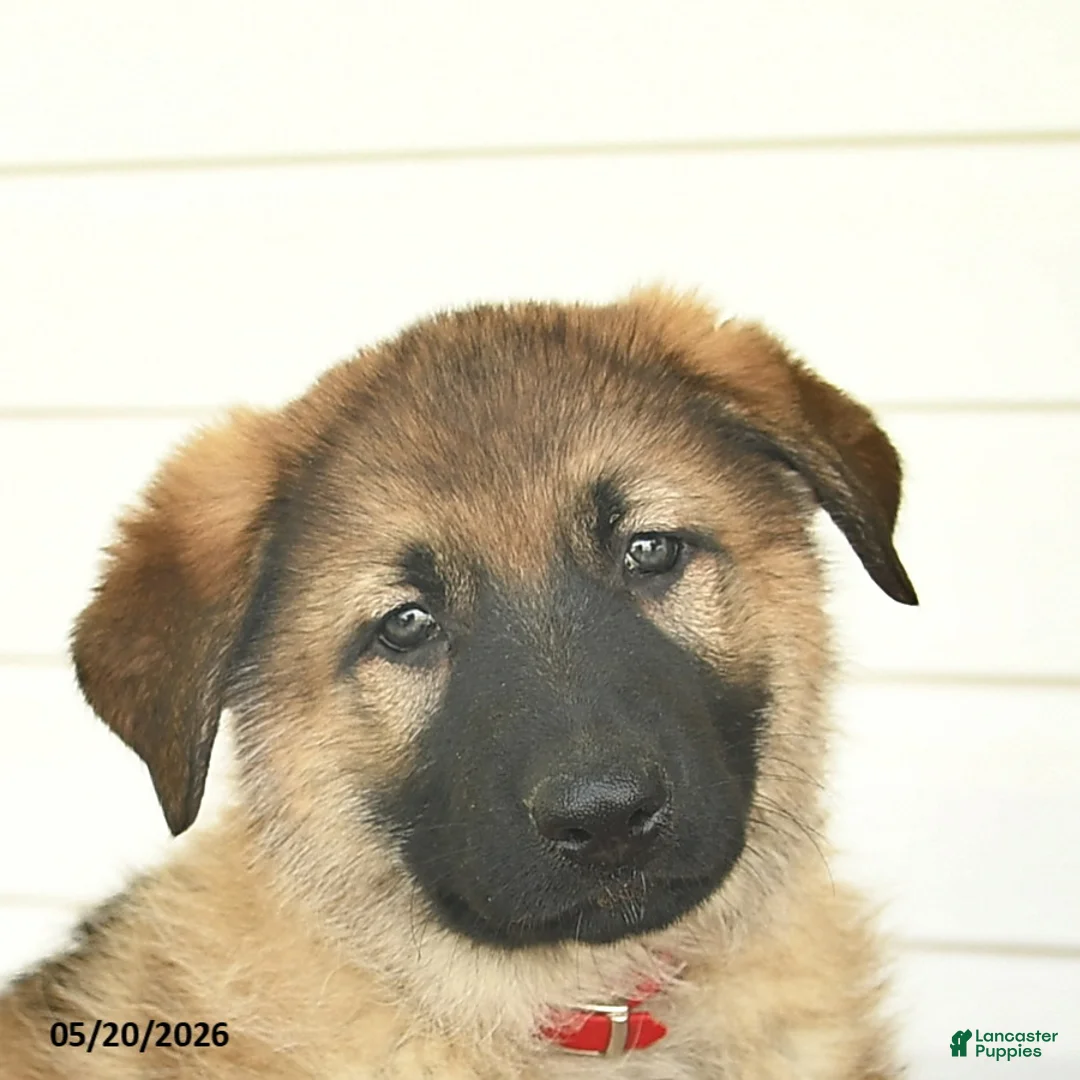 German Shepherd dogs for sale: Clover - Ad 10