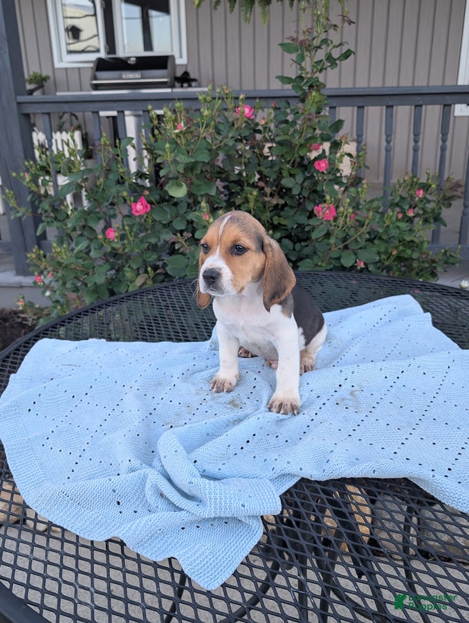 Beagle dogs Rascal - Ad 1