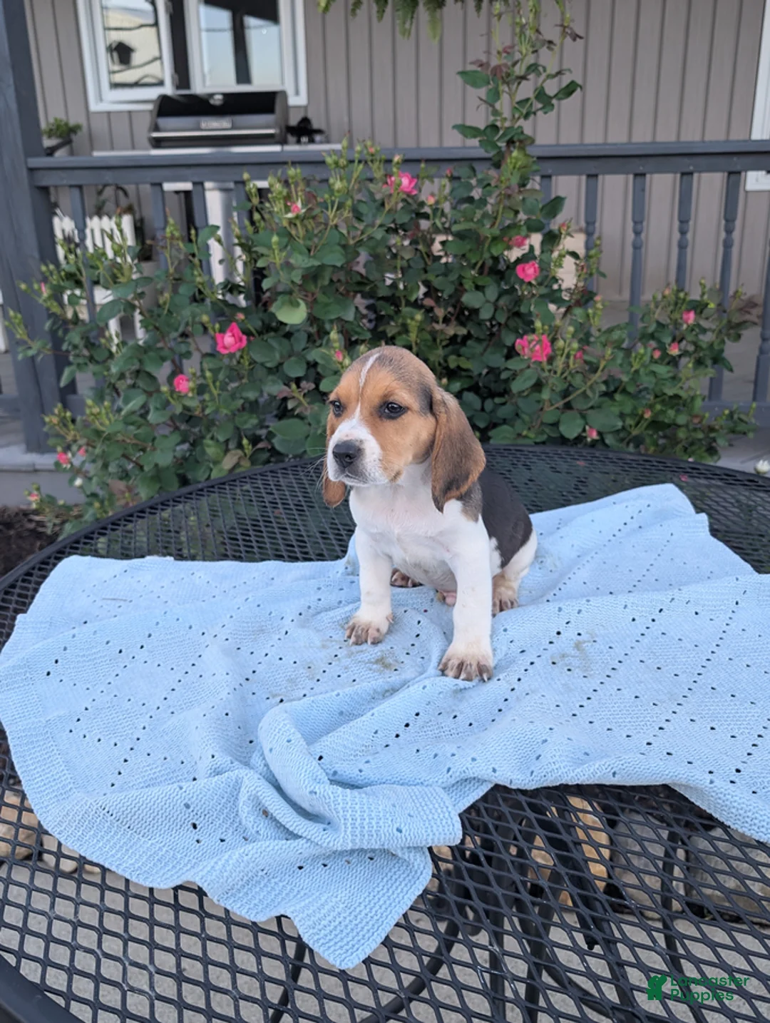 Beagle dogs for sale: Rascal - Ad 1